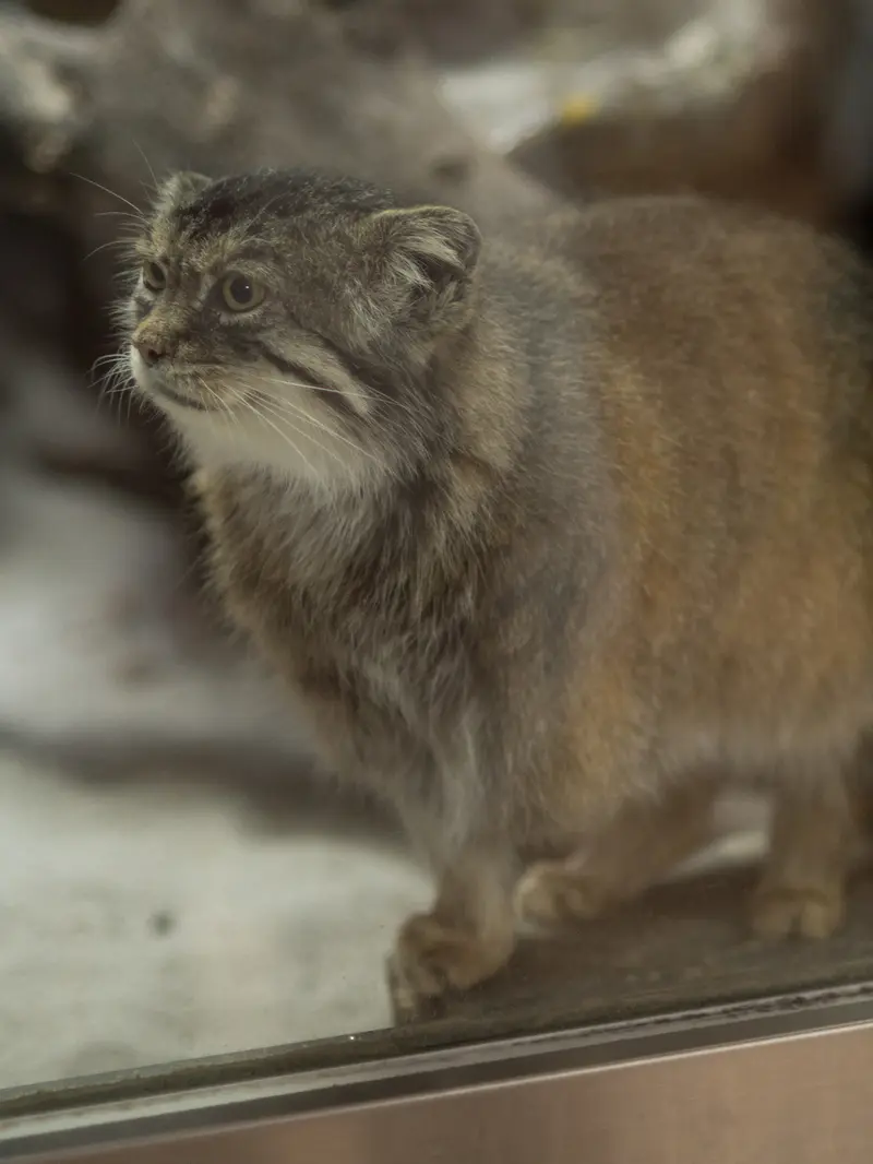 恩賜上野動物園のプリームラの写真