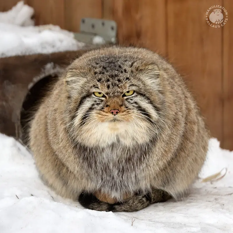 ノヴォシビルスク動物園のキムの写真
