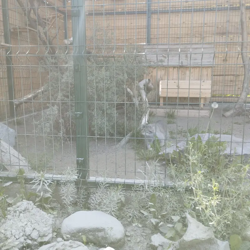 バルナウル動物園「レースナヤ・スカースカ」のペペの写真
