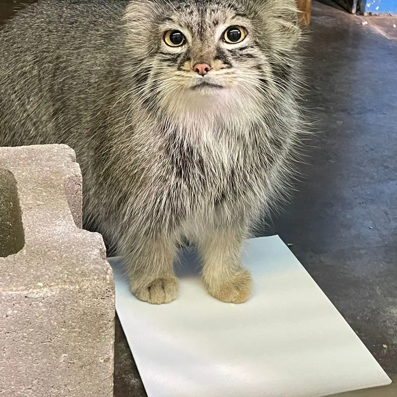 ニアビ動物園のイーヴィーの写真