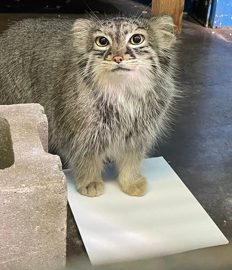 ニアビ動物園のイーヴィーの写真
