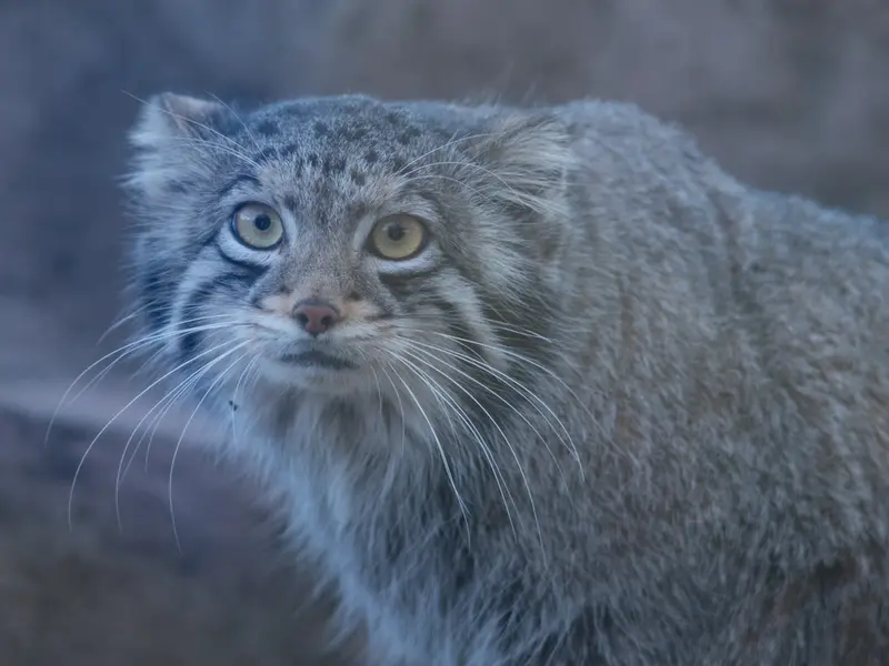 埼玉県こども動物自然公園のオトの写真