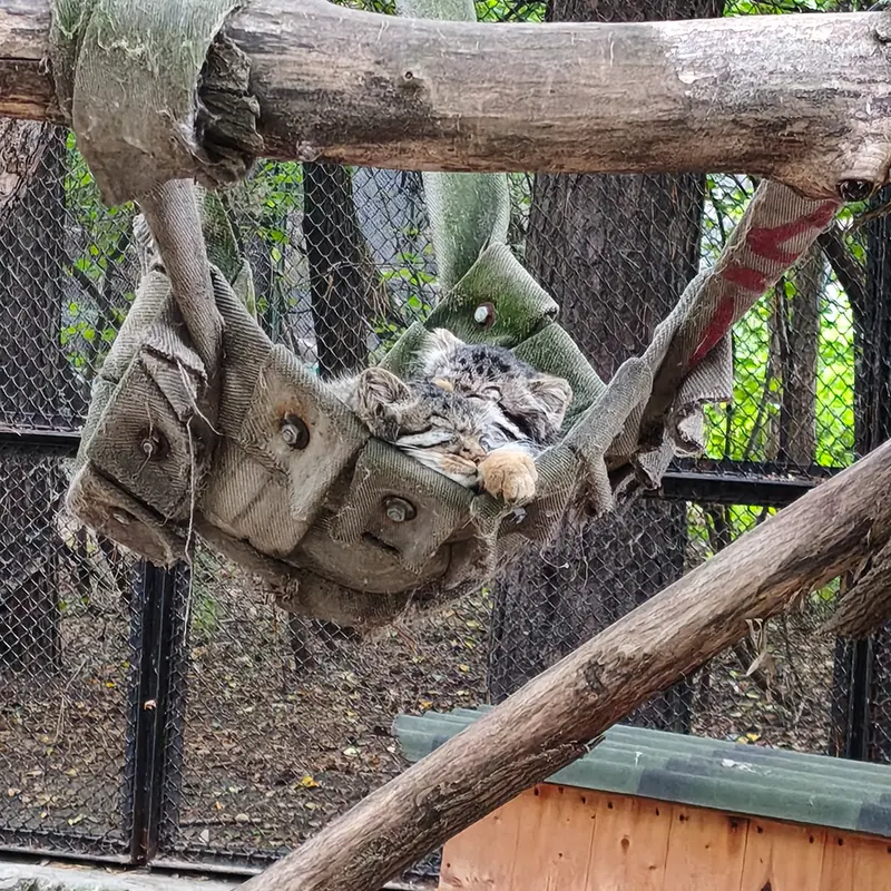 Novosibirsk Zooのマヌルネコの写真