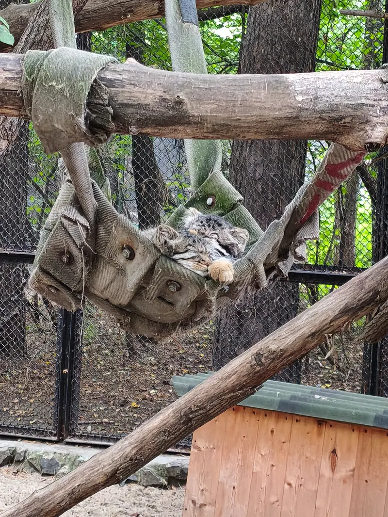 ノヴォシビルスク動物園のマヌルネコの写真