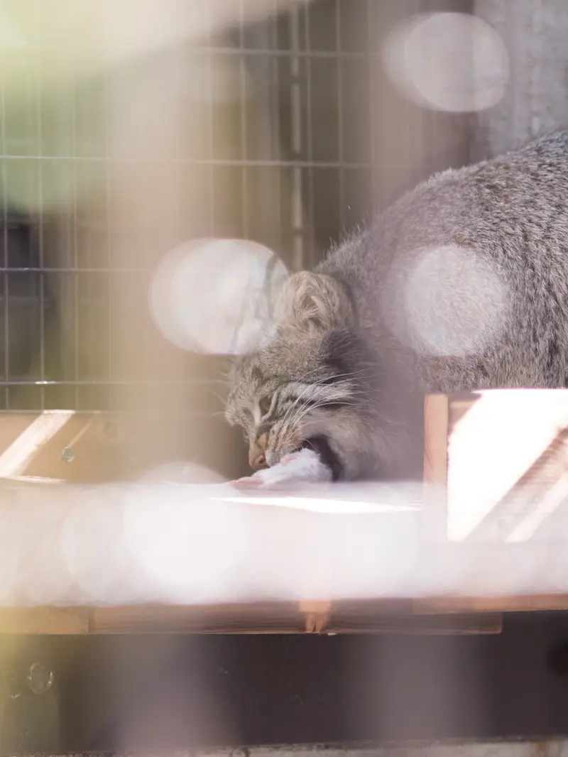 野毛山動物園のフィーガの写真