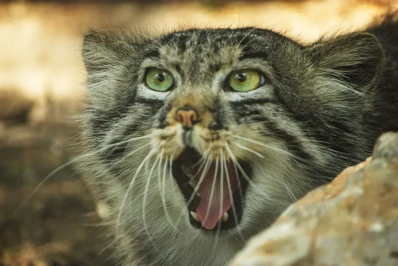 コシツェ動物園のエルデネ Ⅲ の息子（2016年生まれ）の写真