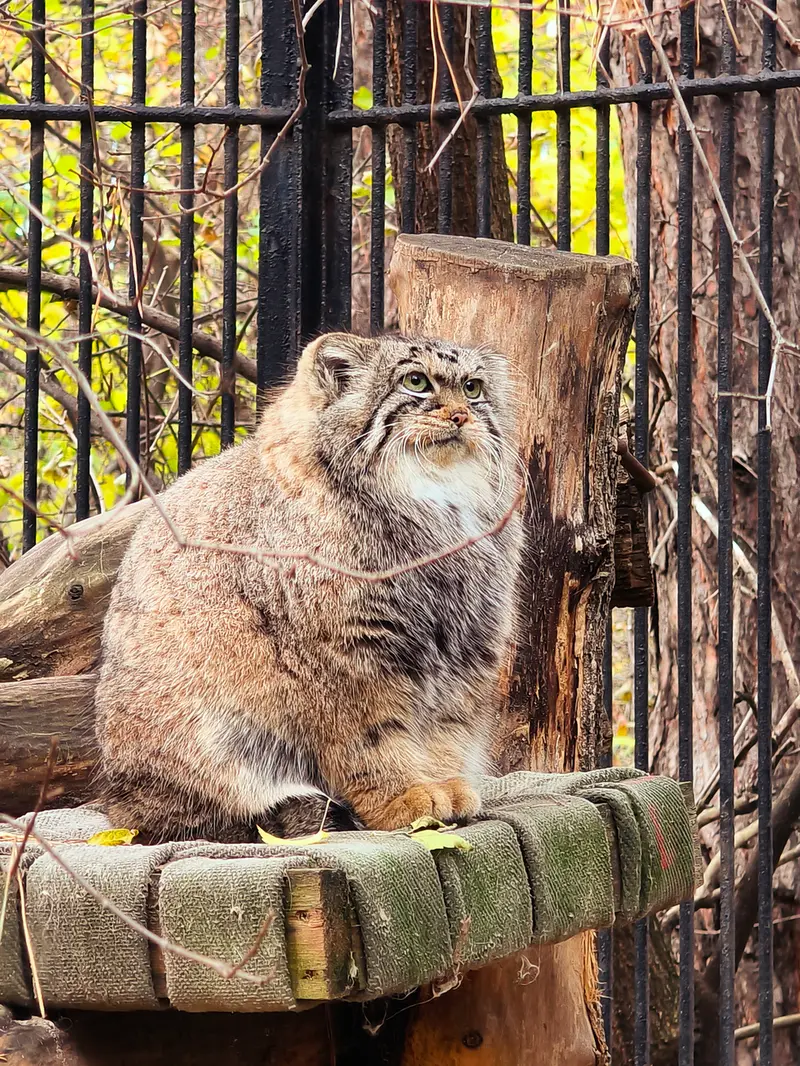 ノヴォシビルスク動物園のアーニャの写真