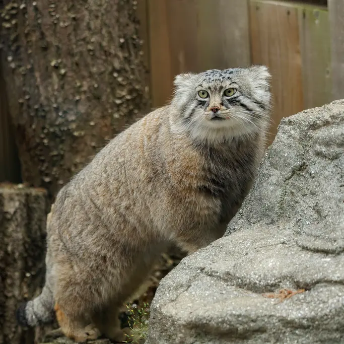 埼玉県こども動物自然公園のロータスの写真