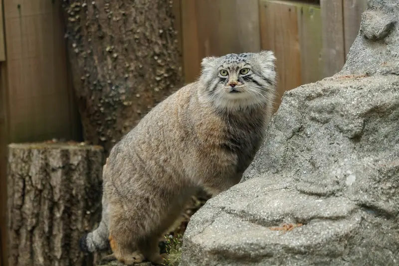 埼玉県こども動物自然公園のロータスの写真
