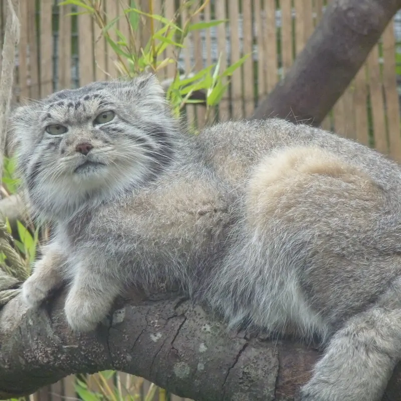 エディンバラ動物園のアキコの写真