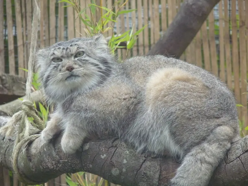 エディンバラ動物園のアキコの写真