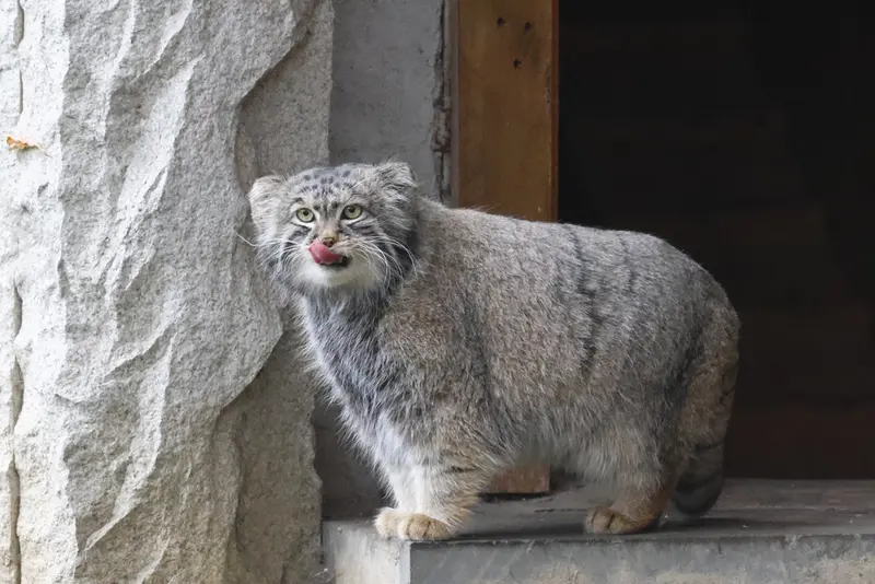 モスクワ動物園のティモフェイの写真