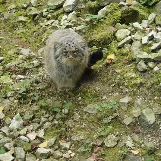 オペル動物園のバトゥの写真