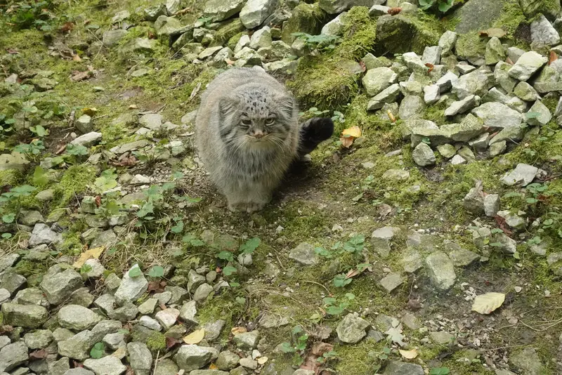 オペル動物園のバトゥの写真