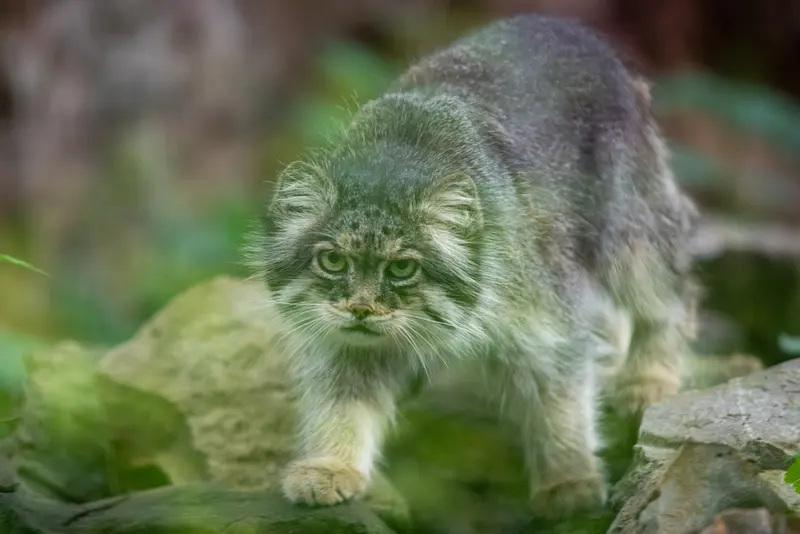 ウッチ動物園のパッツォの写真
