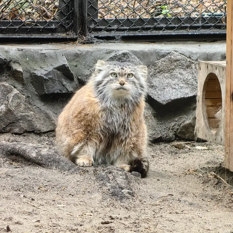 ノヴォシビルスク動物園のラストチカの写真