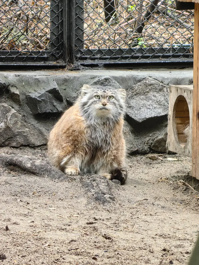 ノヴォシビルスク動物園のラストチカの写真