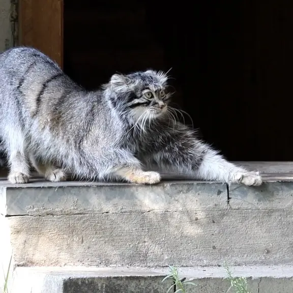 モスクワ動物園のマヌルネコの写真