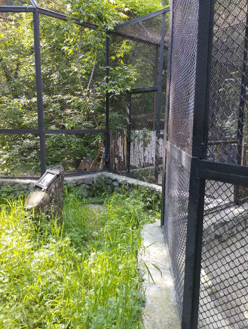 ノヴォシビルスク動物園のマヌルネコの写真