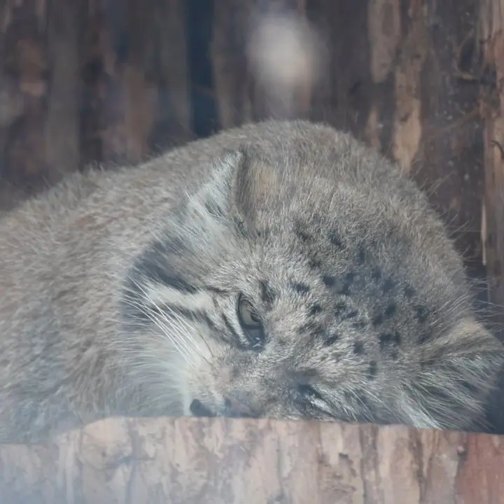 レニングラード動物園のマヌルネコの写真