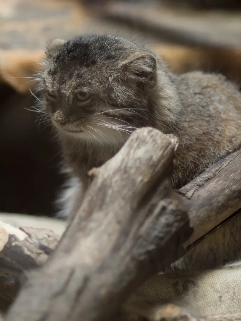 恩賜上野動物園のプリームラの写真