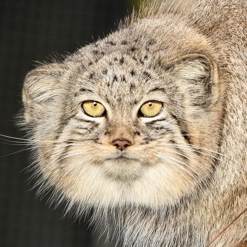ドレイトン・マナー動物園のマヌルネコのハラー