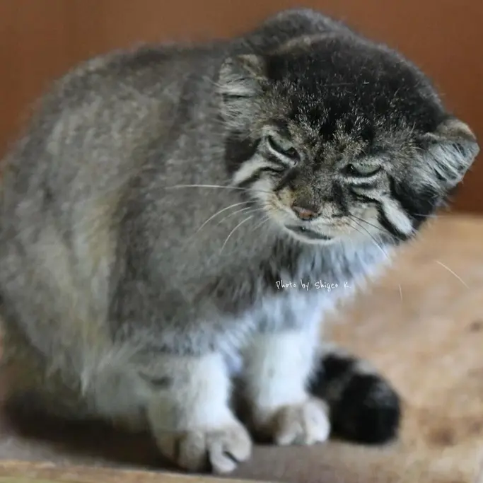 埼玉県こども動物自然公園のセバスチャンの写真