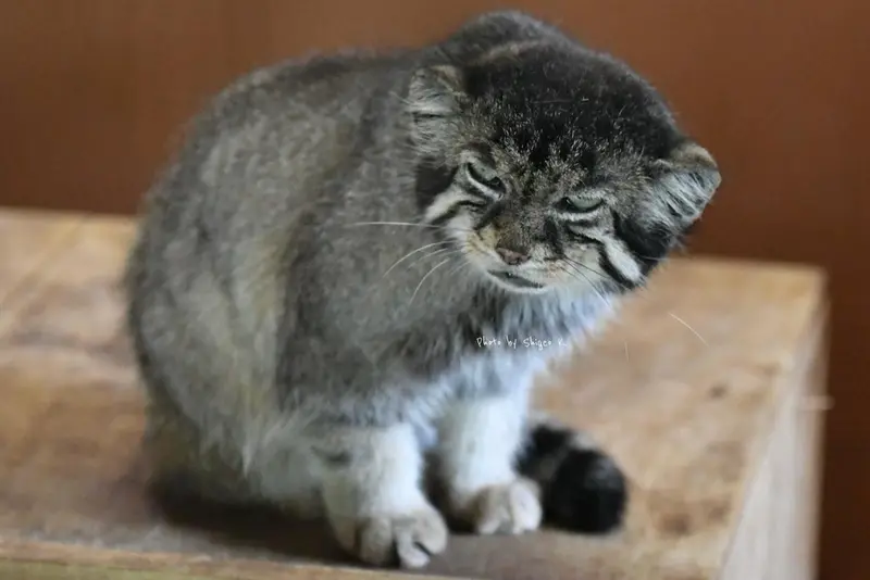 埼玉県こども動物自然公園のセバスチャンの写真