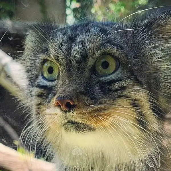 ユタ州ホグル動物園のマヌルネコのハル