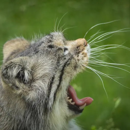 パルケン動物園のアグネタの写真
