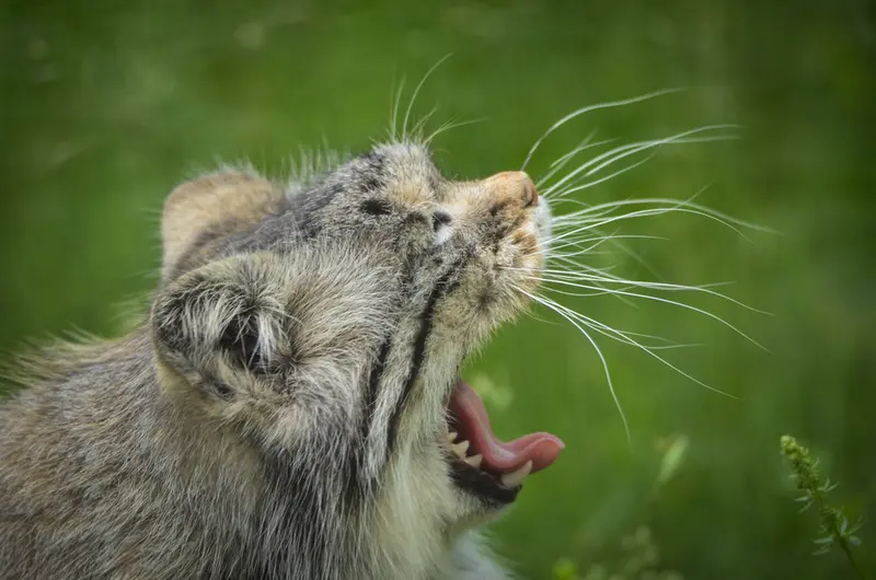 パルケン動物園のアグネタの写真