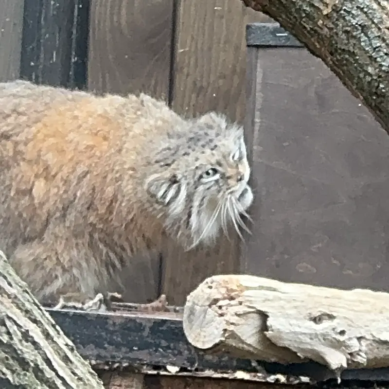 ワルシャワ動物園のジェシーの写真