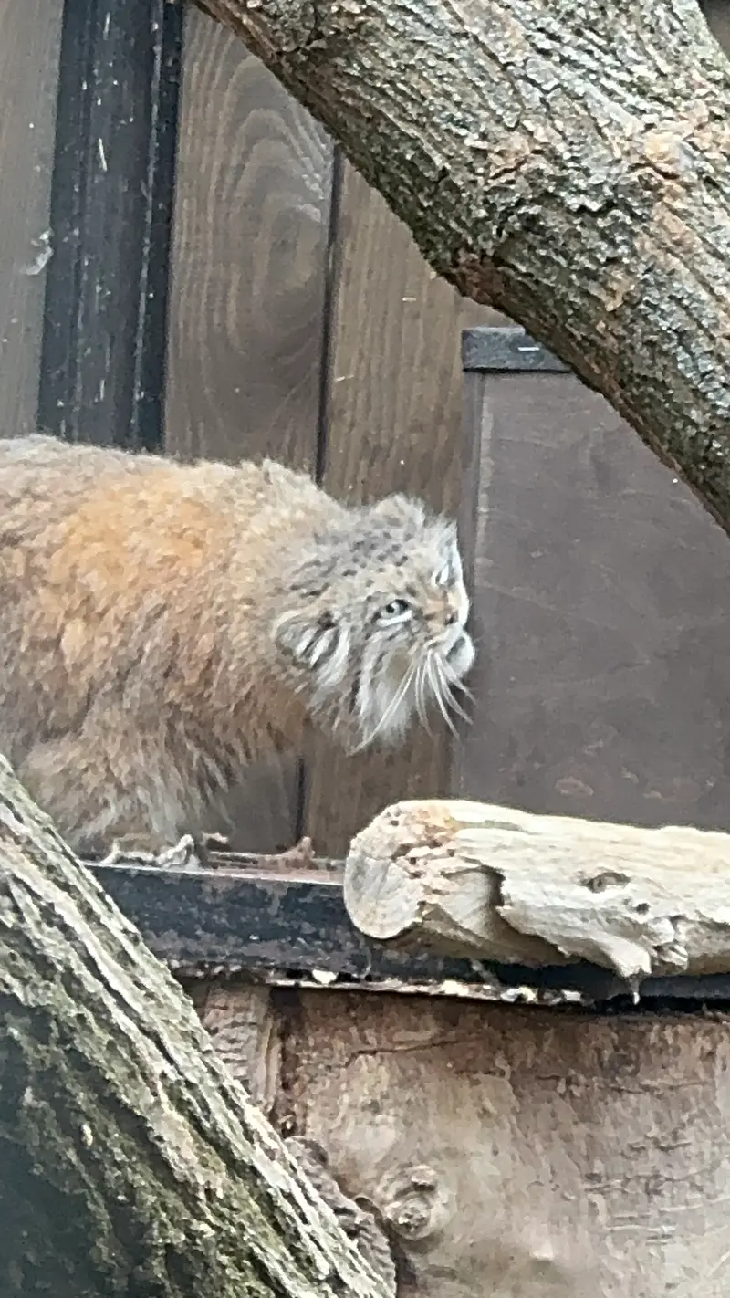 ワルシャワ動物園のジェシーの写真