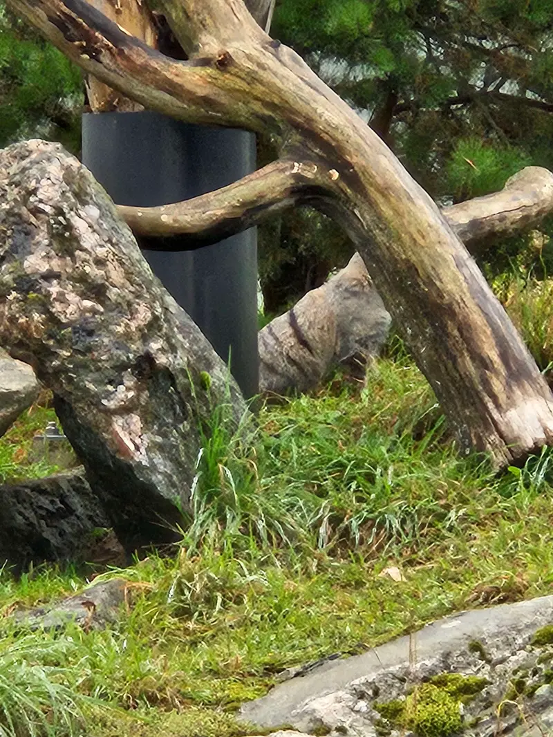 コルケアサーリ動物園のサイミの写真