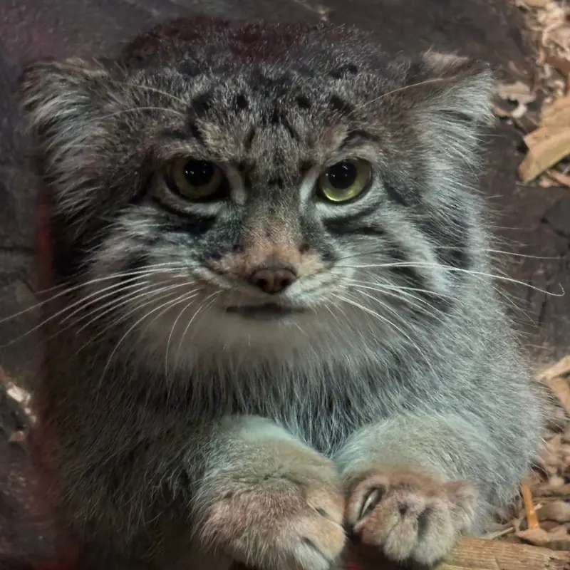 スペリオル湖動物園のパブの写真