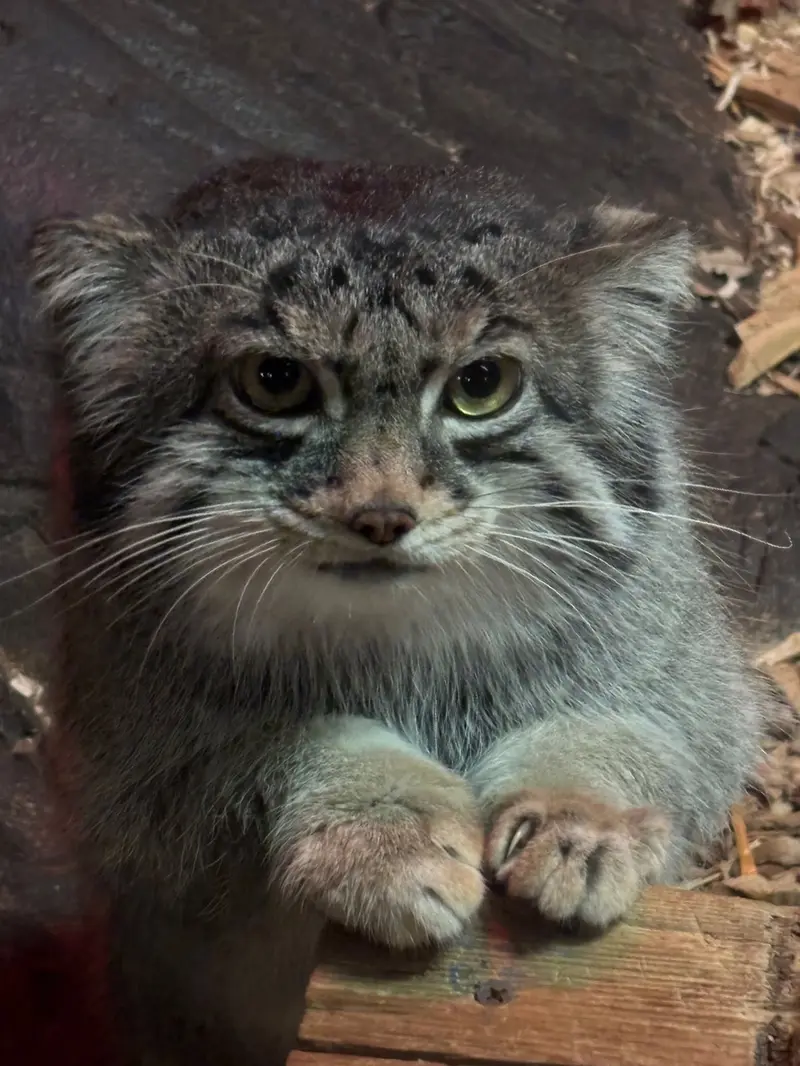 スペリオル湖動物園のパブの写真