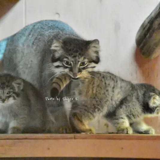 埼玉県こども動物自然公園のシャルの写真