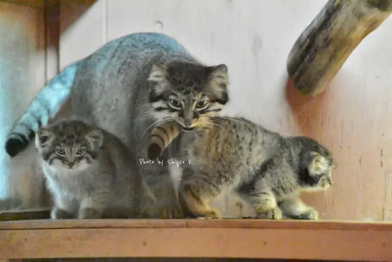 埼玉県こども動物自然公園のシャルの写真