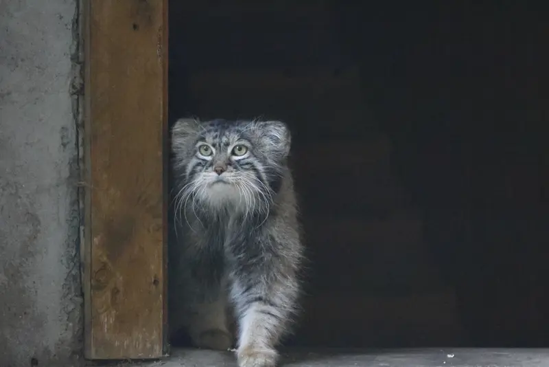 モスクワ動物園のティモフェイの写真