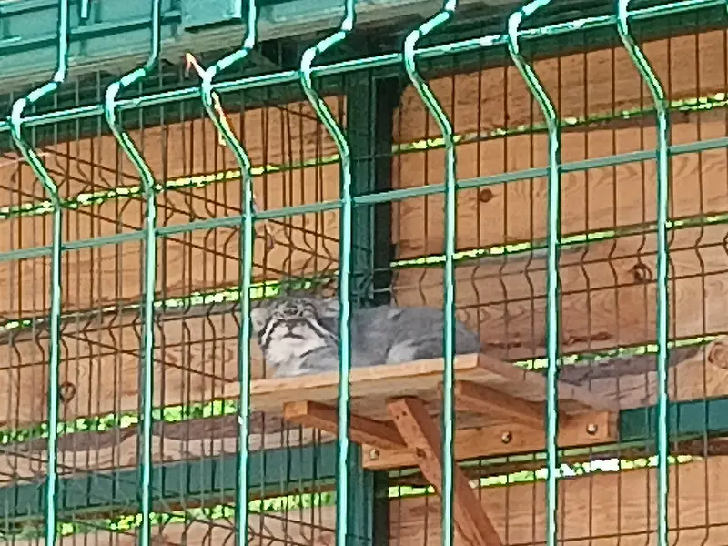 マヌルネコの写真