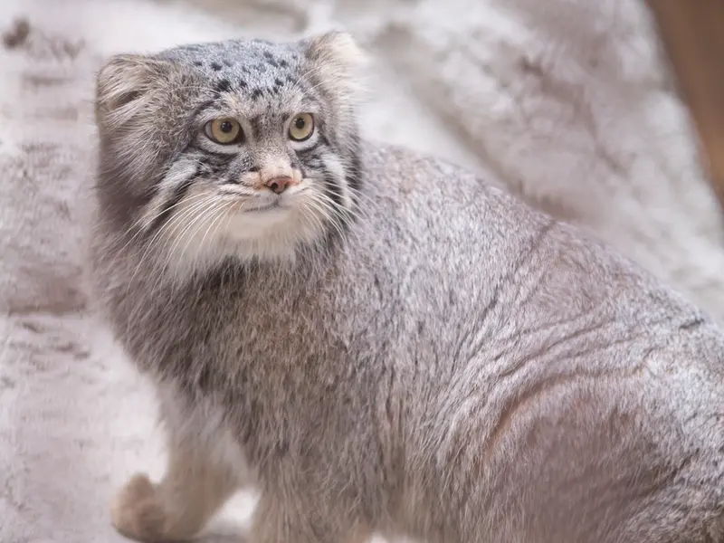野毛山動物園のフィーガの写真