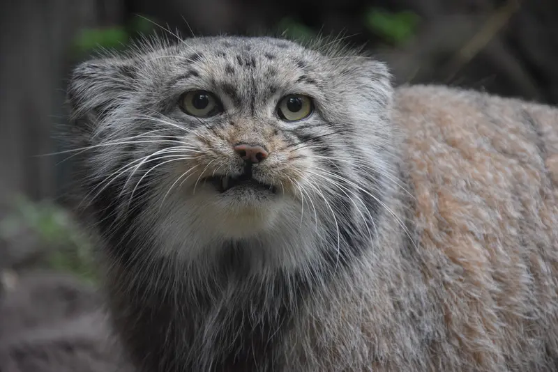 ブダペスト動物園・植物園のボフスの写真