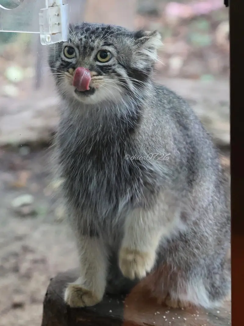 マヌルネコの写真