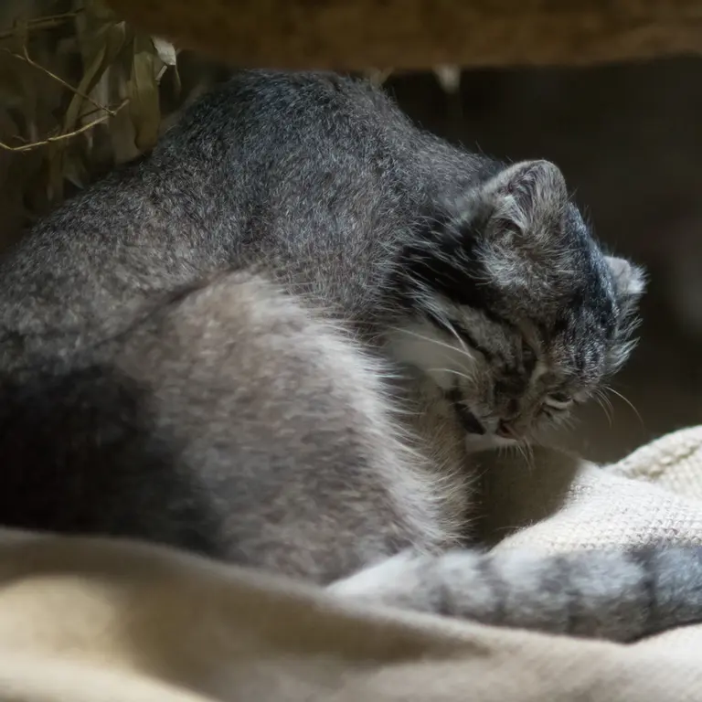 恩賜上野動物園のクリョンの写真
