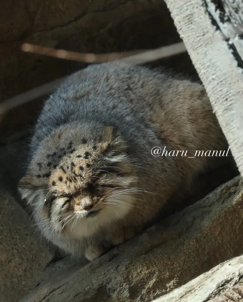 那須どうぶつ王国のボルの写真