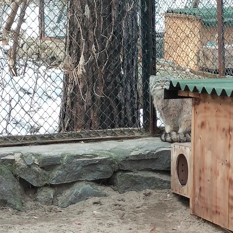 ノヴォシビルスク動物園のルフの写真