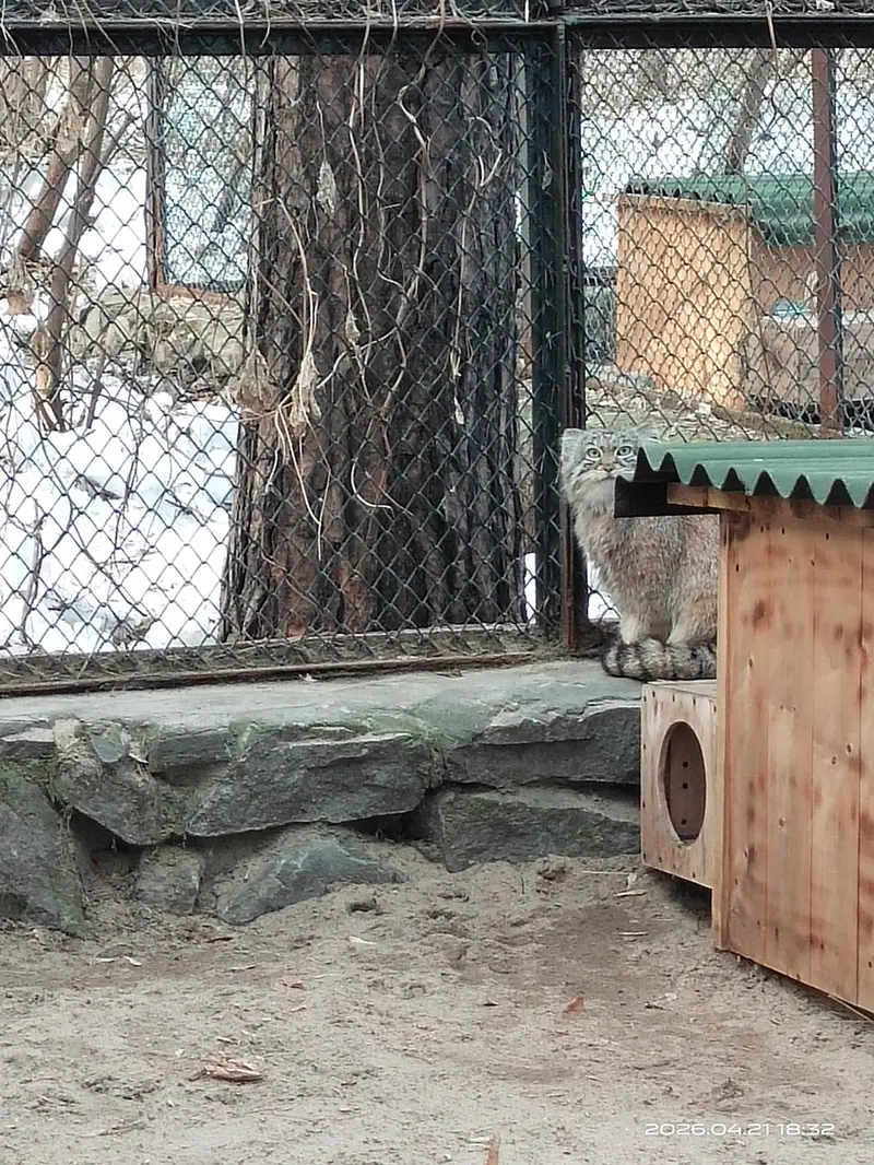 ノヴォシビルスク動物園のルフの写真