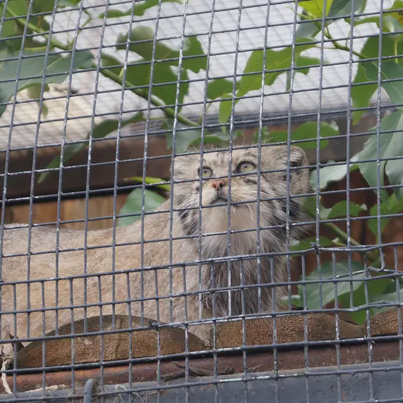 レニングラード動物園のナミカの写真