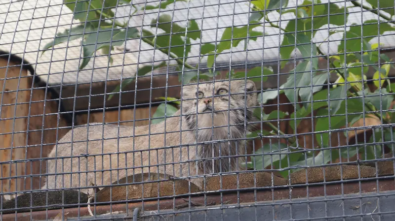 レニングラード動物園のナミカの写真