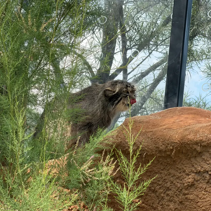プラハ動物園のスパイの写真